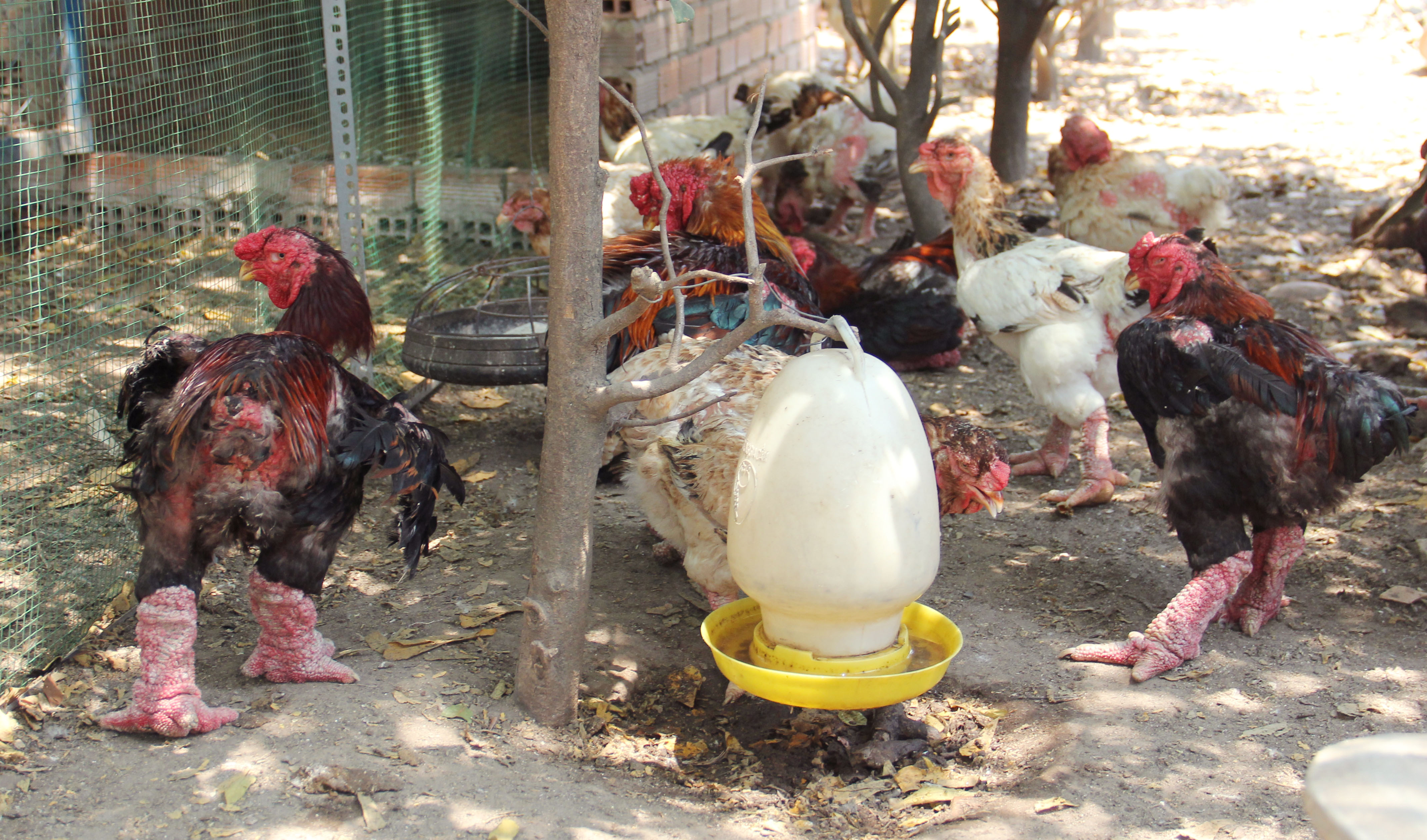 Thành phố Ngã Bảy Mô hình nuôi gà Đông Tảo đem lại hiệu quả kinh tế
