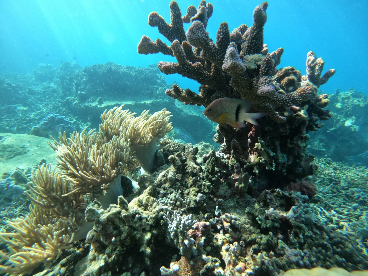 Đi bộ dưới biển ngắm san hô trong vịnh Nha Trang tốn chưa đến 1 triệu đồng