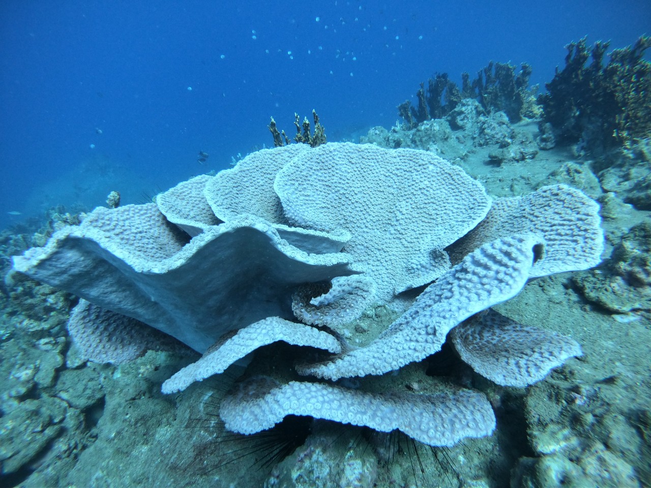 Đi bộ dưới biển ngắm san hô trong vịnh Nha Trang tốn chưa đến 1 ...
