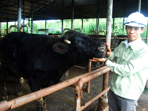 Anh Nguyễn Trí Đức Vũ với bò Kobe 24 tháng tuổi (nặng 500 - 600 kg/con)