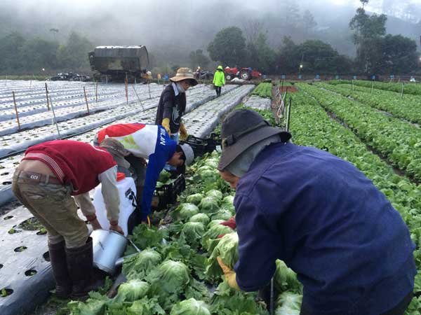 Trông hợp tác xã nông nghiệp Nhật Bản  TIN TỨC NÔNG NGHIỆP