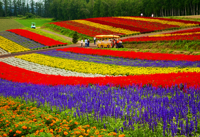 Mùa hoa lavender ở Hokkaido