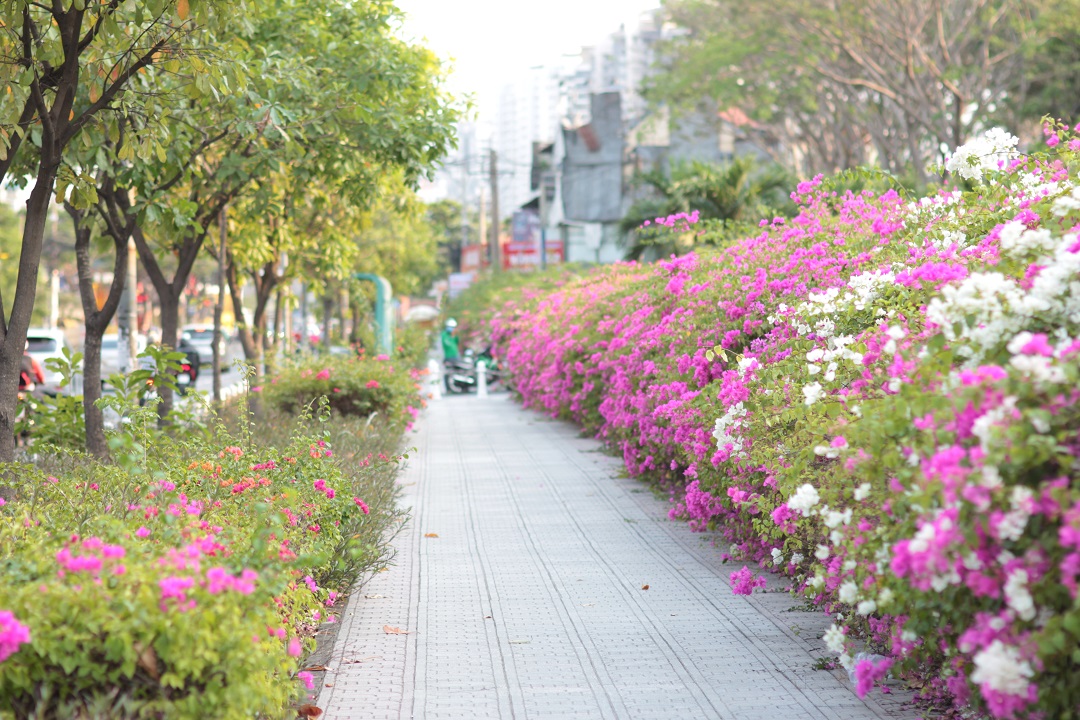 Bạn trẻ \'diễn sâu\' với giàn hoa giấy đẹp mê hồn