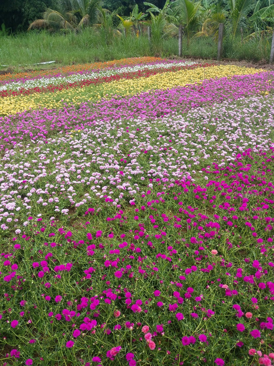 Hình ảnh hoa mười giờ đẹp nhất  Hình ảnh Dép Hoa