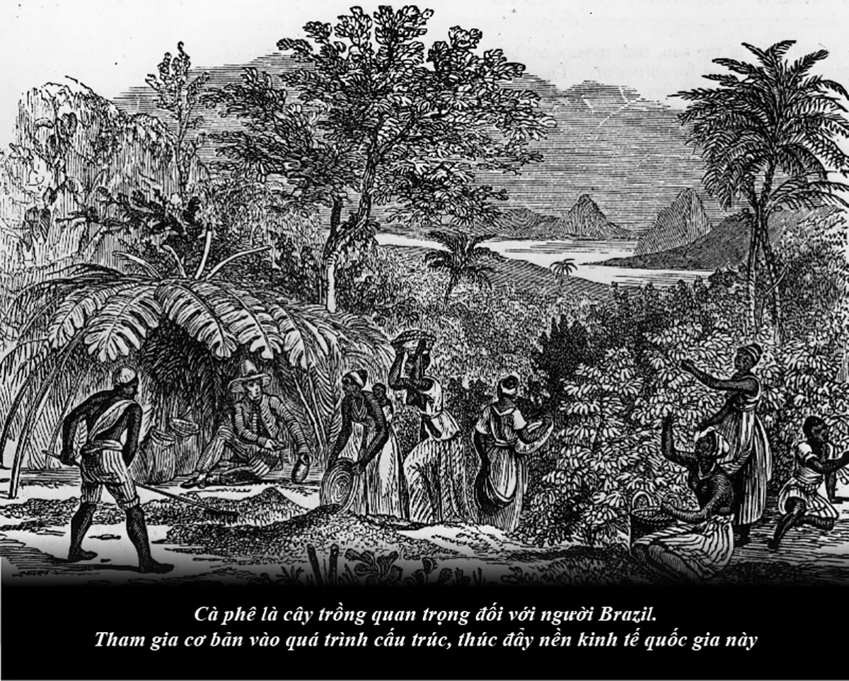 Kỳ 63: Brazil từ thuộc địa trở thành cường quốc cà phê thế giới