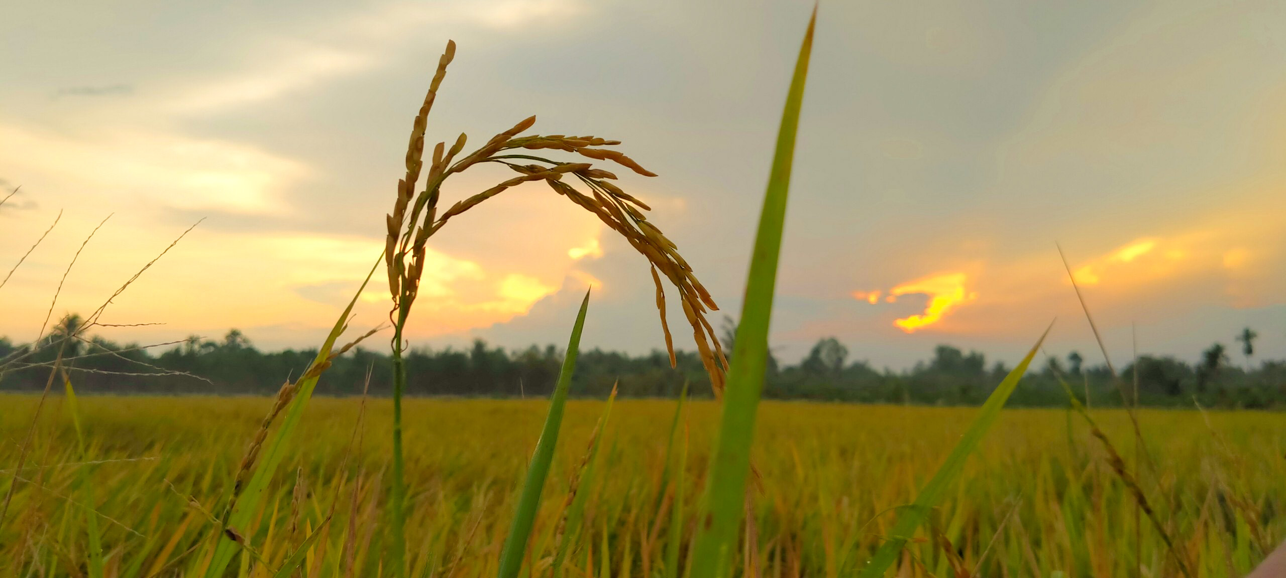 Hãy cùng đắm mình vào không gian yên bình của hoàng hôn cánh đồng và chiêm ngưỡng vẻ đẹp thiên nhiên huyền thoại trong bức hình này.