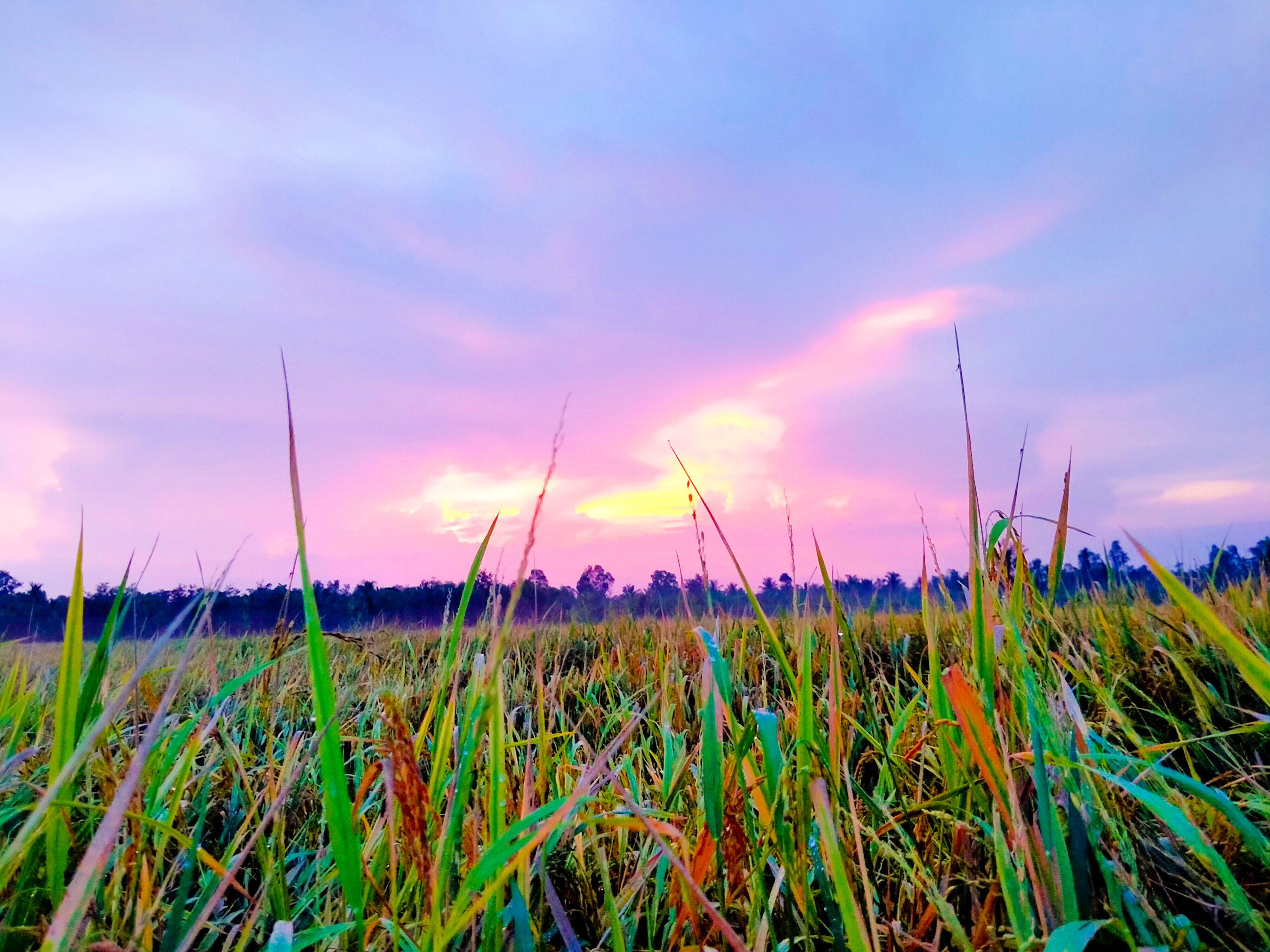 Hãy chiêm ngưỡng cảnh tuyệt đẹp của cánh đồng lúa bạt ngàn với màu xanh mướt mát mắt. Tận hưởng trọn vẹn không khí trong lành và thư thái như người nông dân thật sự.