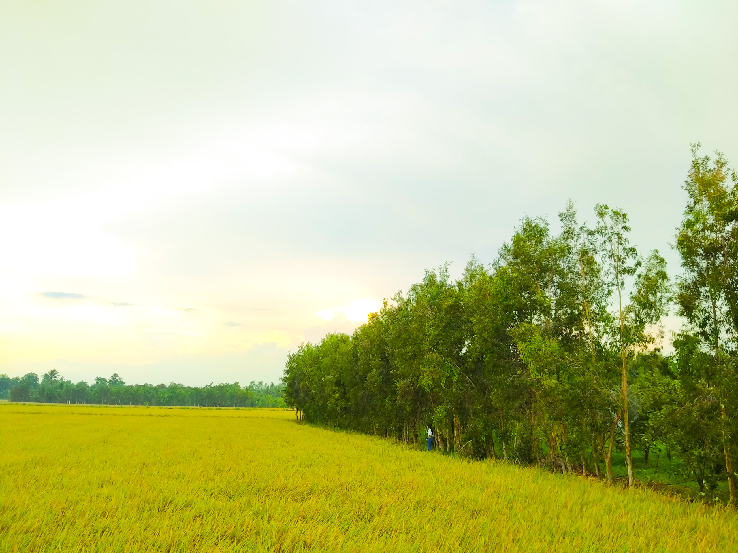 Lúa bạt ngàn là biểu tượng của sự phát triển và bền vững của đất nước. Tận hưởng hình ảnh những cánh đồng lúa rộng mở và cảm nhận không khí tươi mới và trong lành của thiên nhiên.