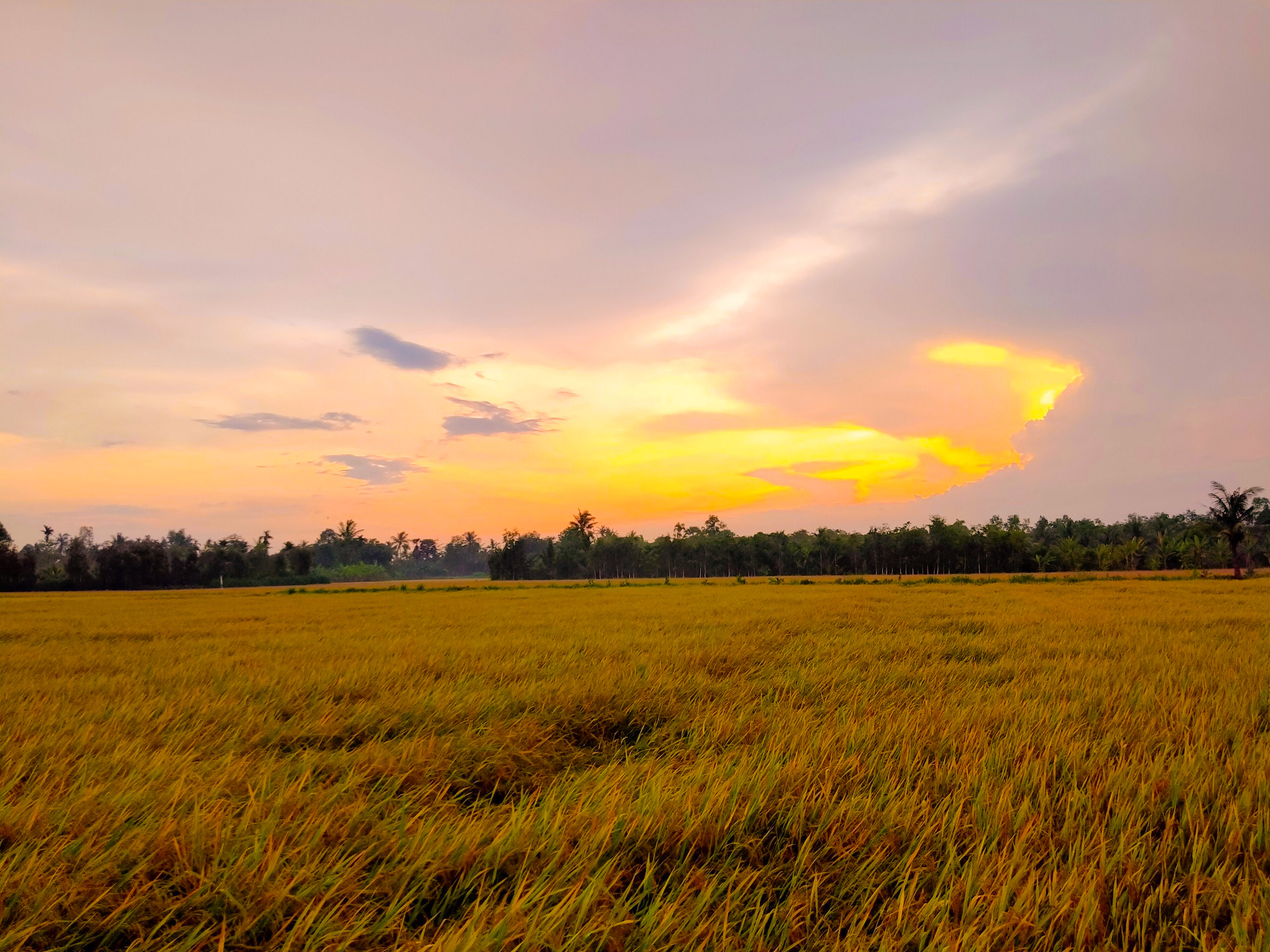 Chiêm ngưỡng những cánh đồng lúa chín đẹp nhất Việt Nam