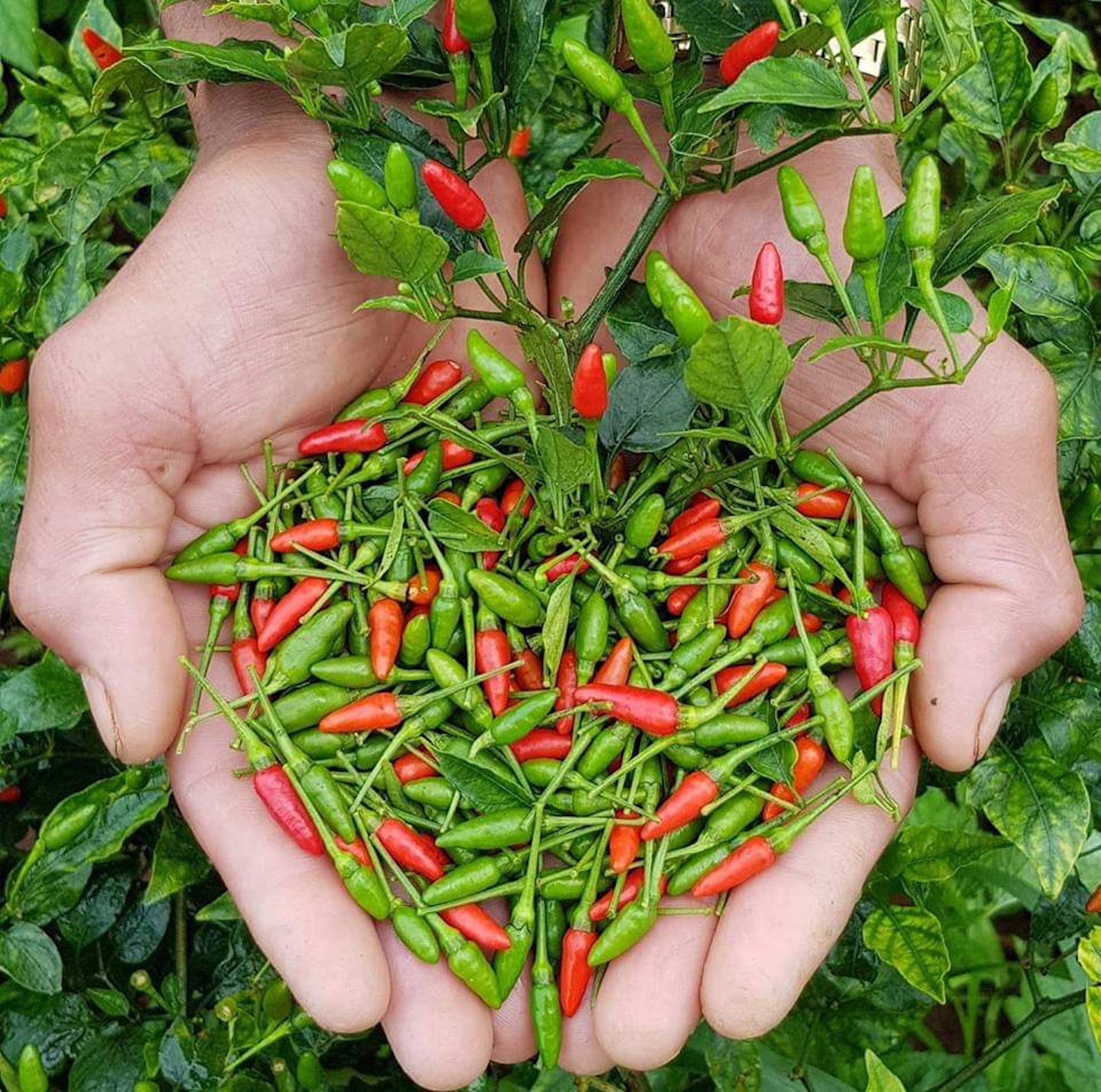 hình ảnh  thực vật món ăn Đỏ Sản xuất rau cây ớt thực vật có hoa ớt  cayenne Nhà máy đất Chim ớt Tiêu serrano Sốt malagueta Peperoncini Ớt  chuông và