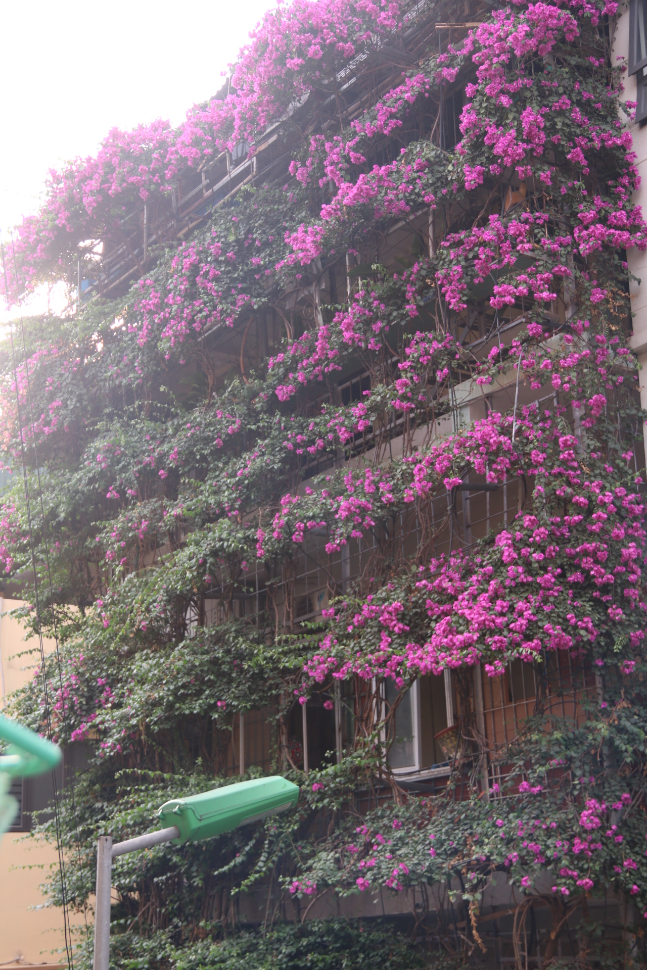 Phát \'sốt\' với ngôi nhà 5 tầng phủ kín hoa giấy giữa Hà Nội