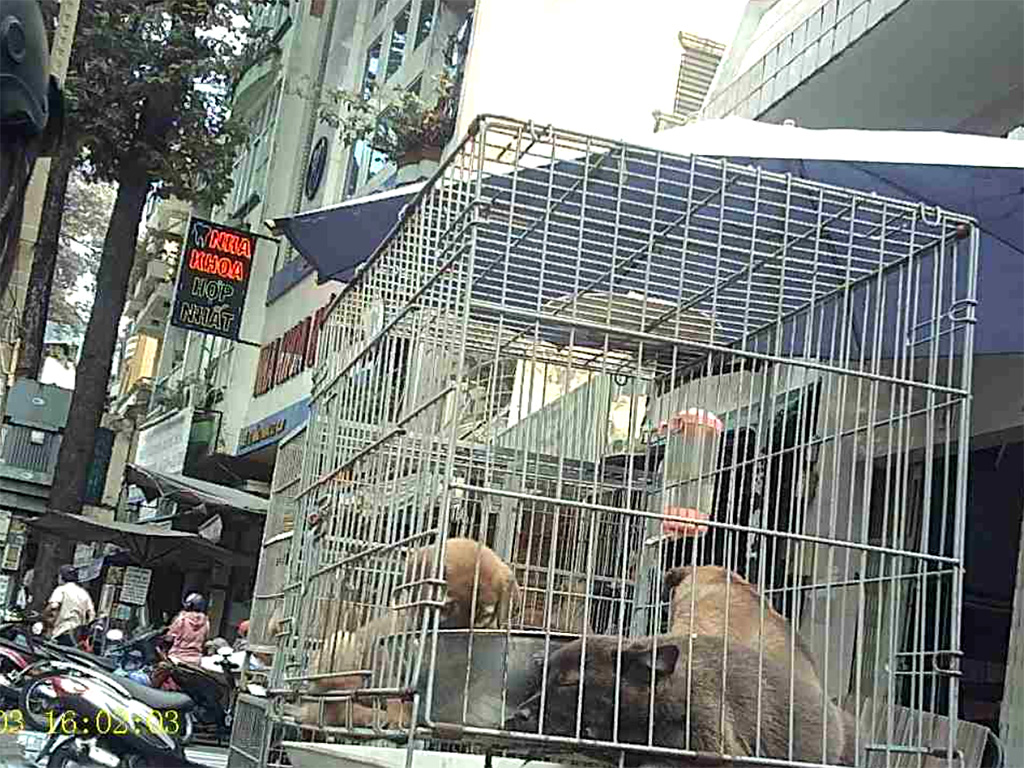 Táo tợn trộm chó ở vùng ven Sài Gòn: Ma trận trộm - cò chuộc chó