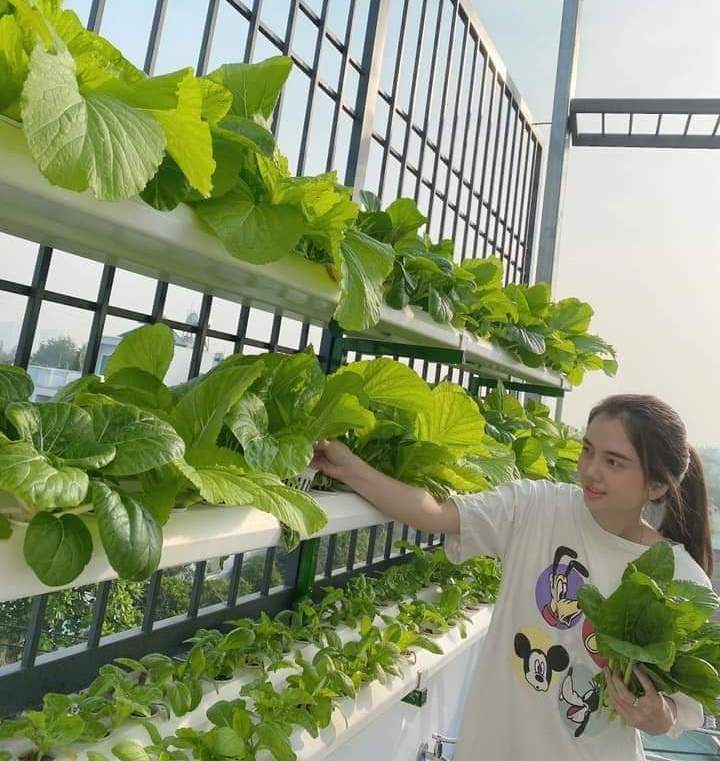 Nhân rộng mô hình trồng rau trên sân thượng  Đài Phát thanh  Truyền hình  Lào Cai