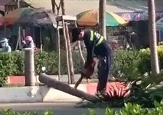 Công nhân dùng cưa máy để cưa cây cau - Ảnh: Facebook Phạm Hoài Nam