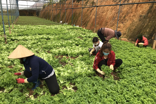 Giá rau xanh Đà Lạt:
Rau xanh được trồng tại Đà Lạt nay đã trở thành một thương hiệu quen thuộc trên khắp Việt Nam. Với mô hình canh tác sạch và không sử dụng hóa chất độc hại, giá rau xanh luôn ổn định trên thị trường và chất lượng rau luôn tốt. Giá cả hợp lý, an toàn và ngon miệng, rau xanh Đà Lạt đang là sự lựa chọn hàng đầu cho những ai săn lùng món ăn lành mạnh.