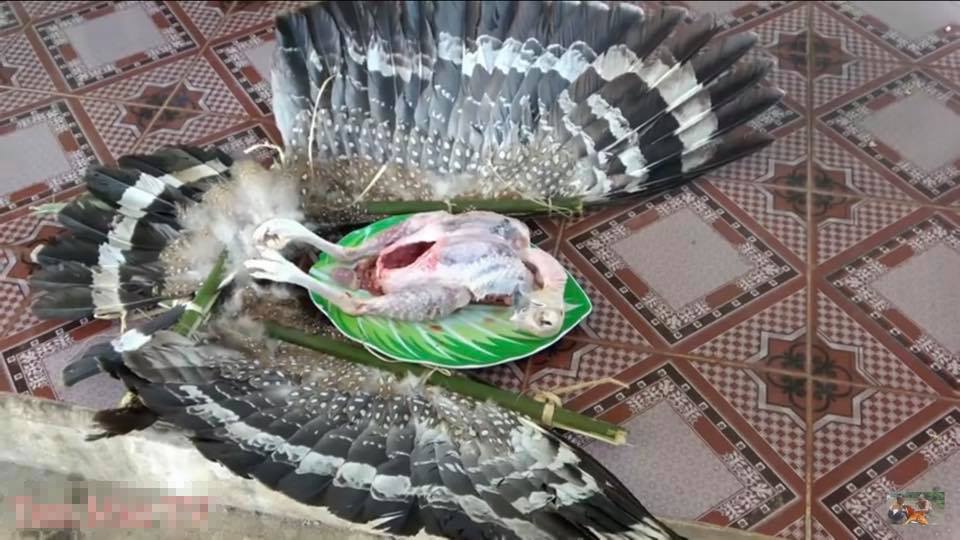 Chim Dusky Tetraka xuất hiện trở lại trong tự nhiên sau 24 năm |  baotintuc.vn