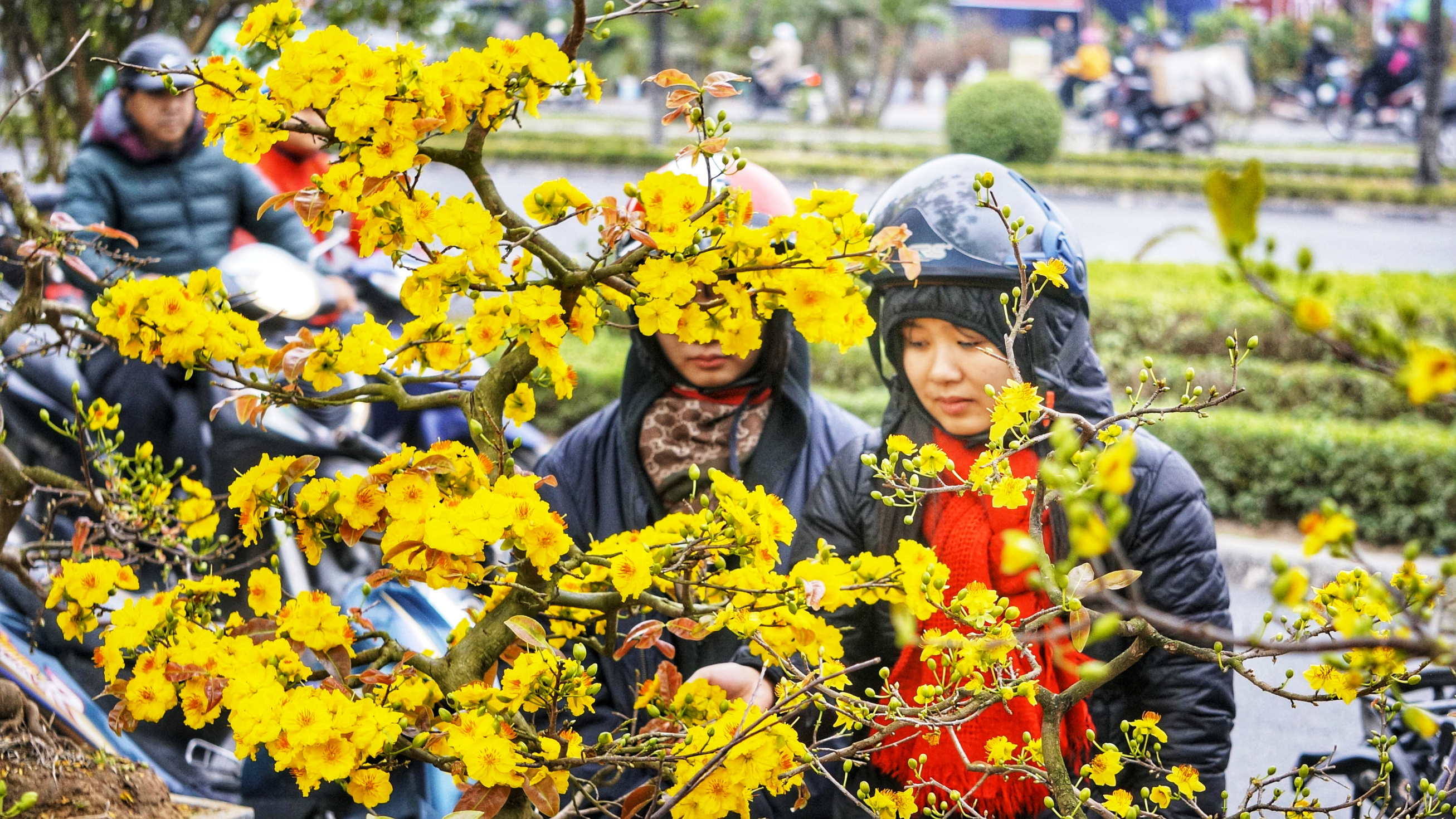 Chợ hoa truyền thống Hàng Lược tấp nập