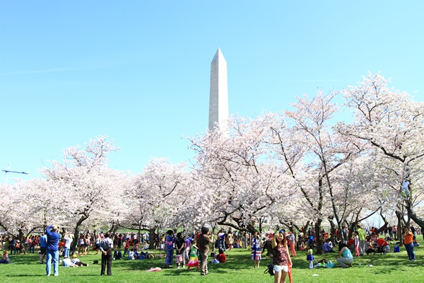 Washington D.C. - thành phố mùa xuân - ảnh 1