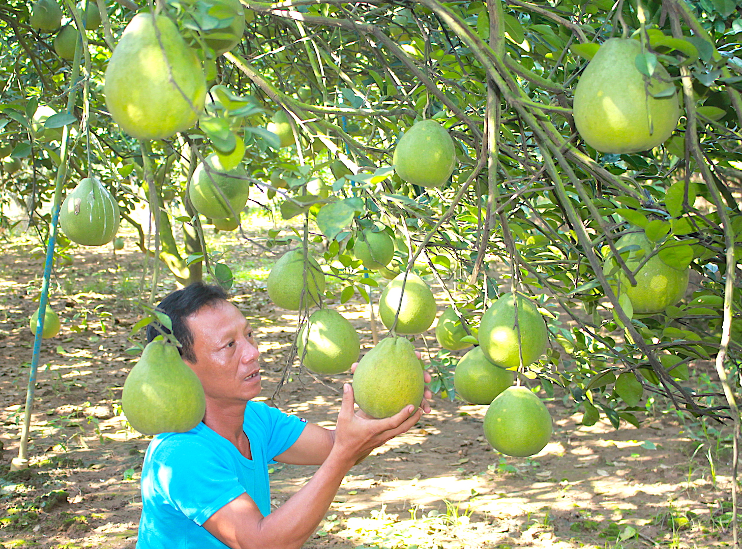 Cận Cảnh Vườn Bưởi Lớn Nhất Tân Triều, Cho Thu Nhập Mỗi Vụ Cả Tỉ Đồng