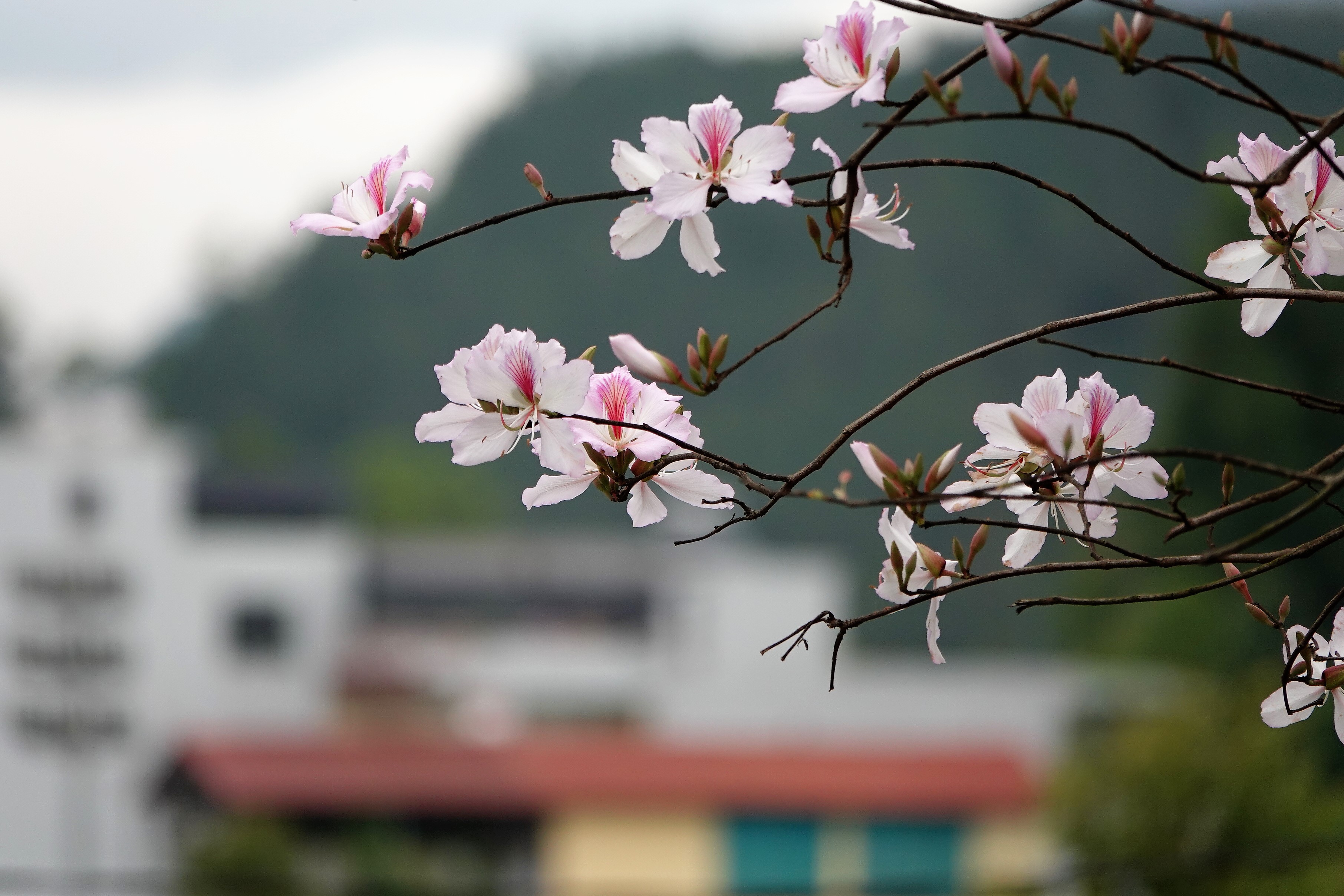 Mùa hoa ban Tây Bắc