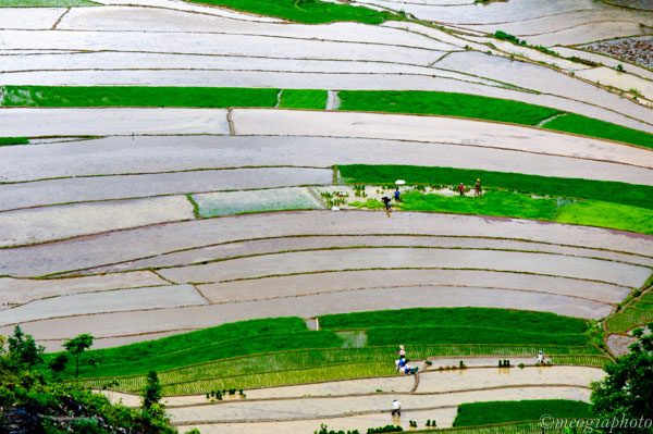 Bức tranh Tây Bắc mùa đổ nước Kỳ 1: Vẻ đẹp mùa đổ nước ở Lào Cai  2
