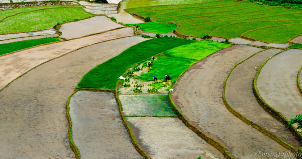 Bức tranh Tây Bắc mùa đổ nước Kỳ 1: Vẻ đẹp mùa đổ nước ở Lào Cai 3