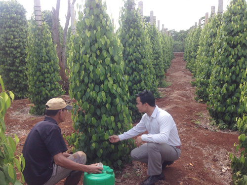 “Ngành hồ tiêu phát triển khác thường”