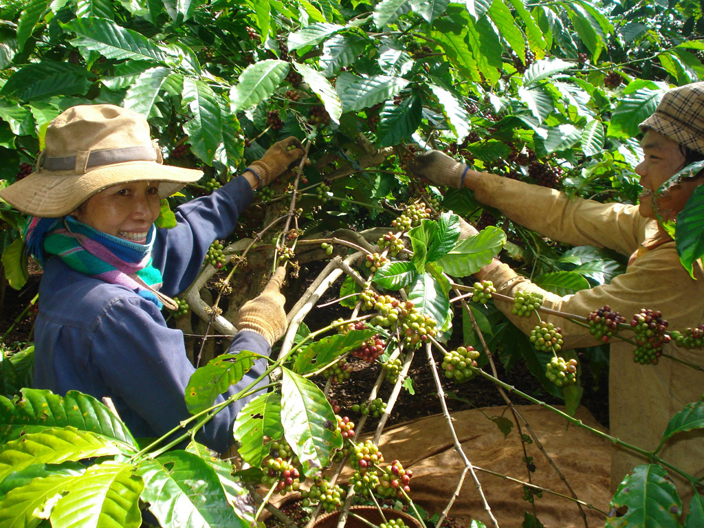 Để giảm nguy cơ bị rắn lục đuôi đỏ tấn công vào mùa thu hoạch cà phê 2