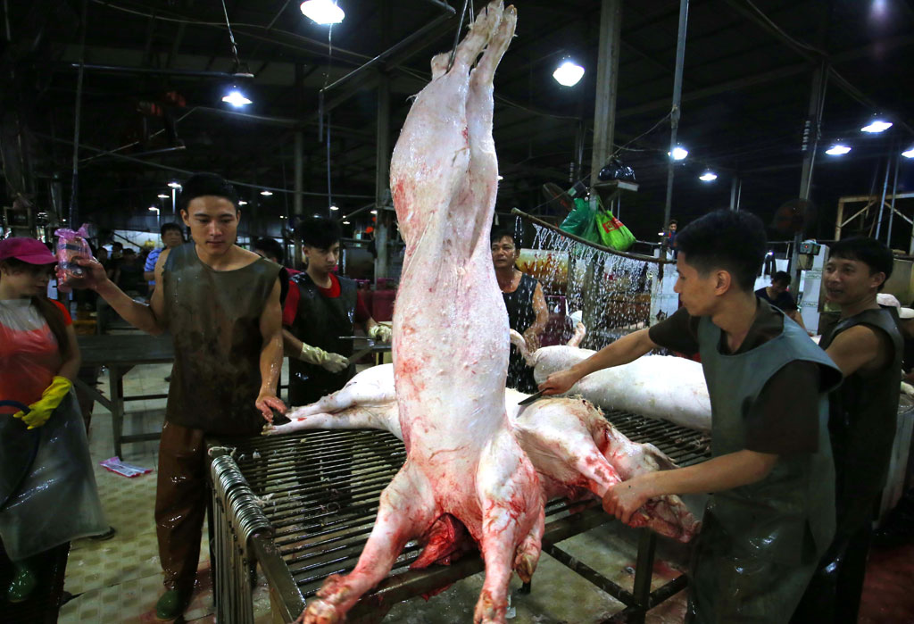 Một đêm không ngủ trong những lò giết mổ heo 1