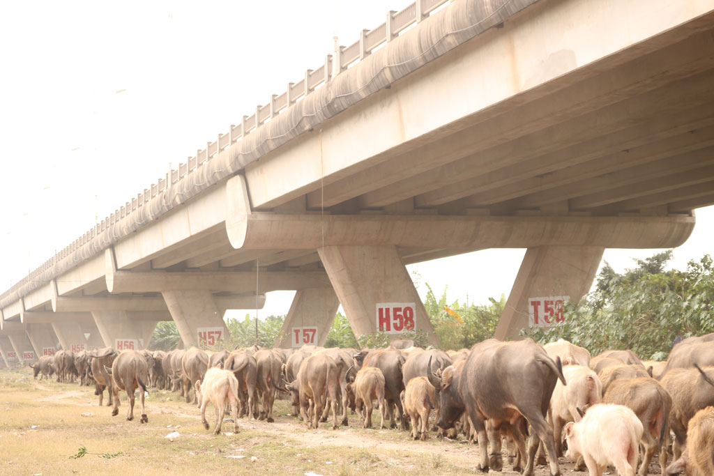 Đàn trâu 200 con dưới cầu Vĩnh Tuy 5