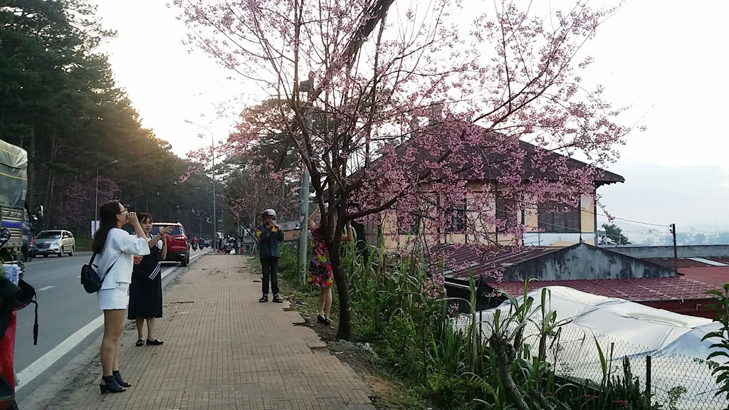 Thận trọng ấn định thời gian tổ chức ngày hội hoa anh đào 8