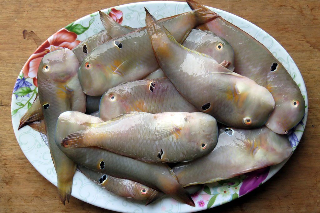 Hương vị quê hương: Ngỡ ngàng cá mó1