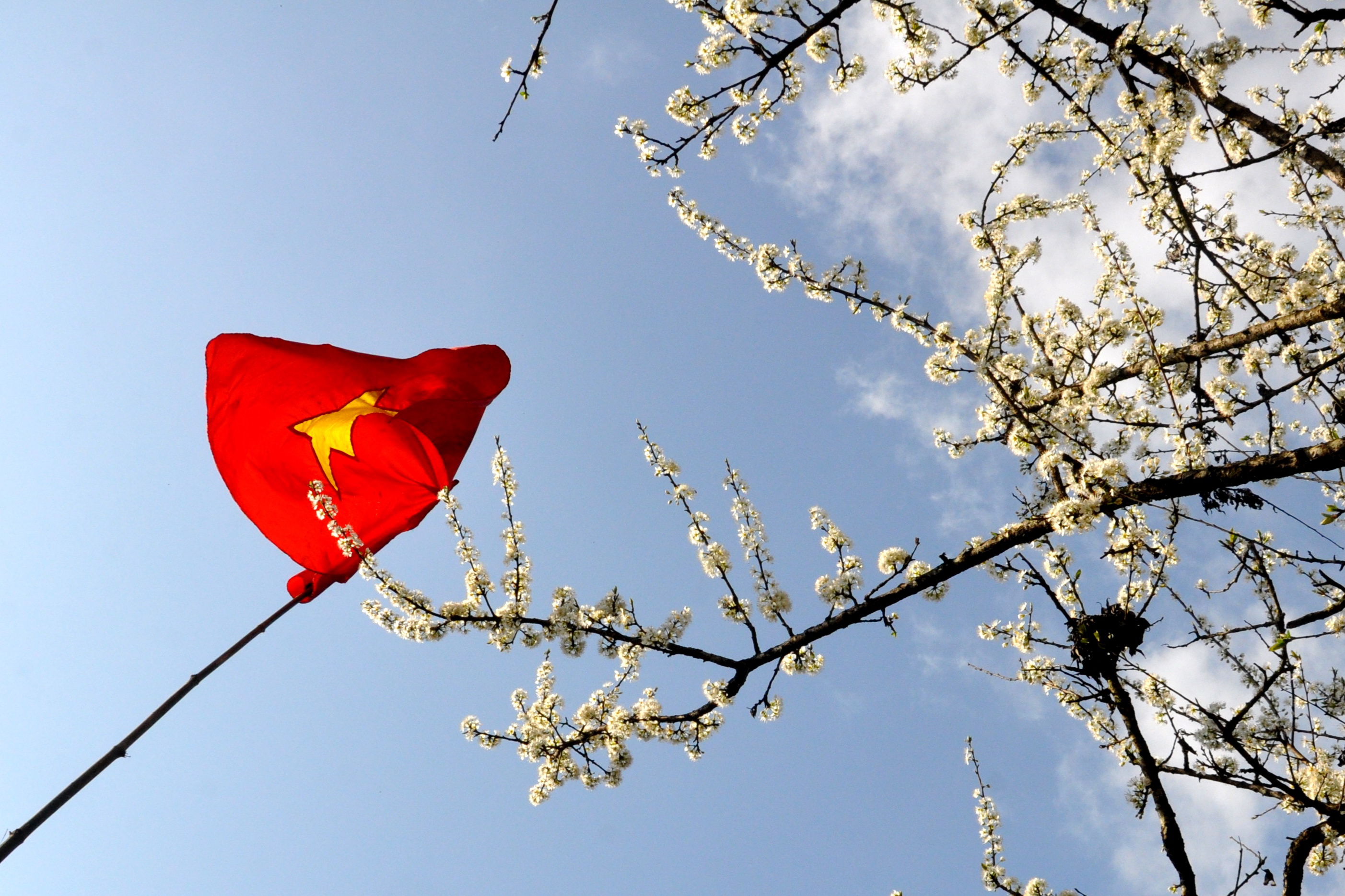 cờ Tổ quốc trên rừng hoa mận Pha Long
