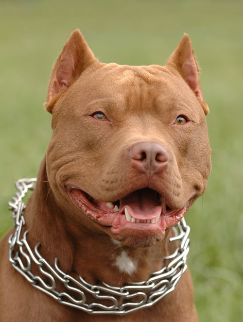 Chó Pitbull Thông tin đặc điểm cách huấn luyện giá bán Dogily Pet Shop
