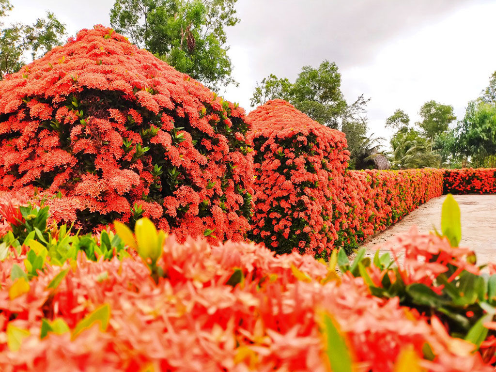 Độc nhất' miền Tây: Hàng rào bông trang đỏ rực vùng miệt thứ Độc Nhất' Miền Tây: Hàng Rào Bông Trang Đỏ Rực Vùng Miệt Thứ
