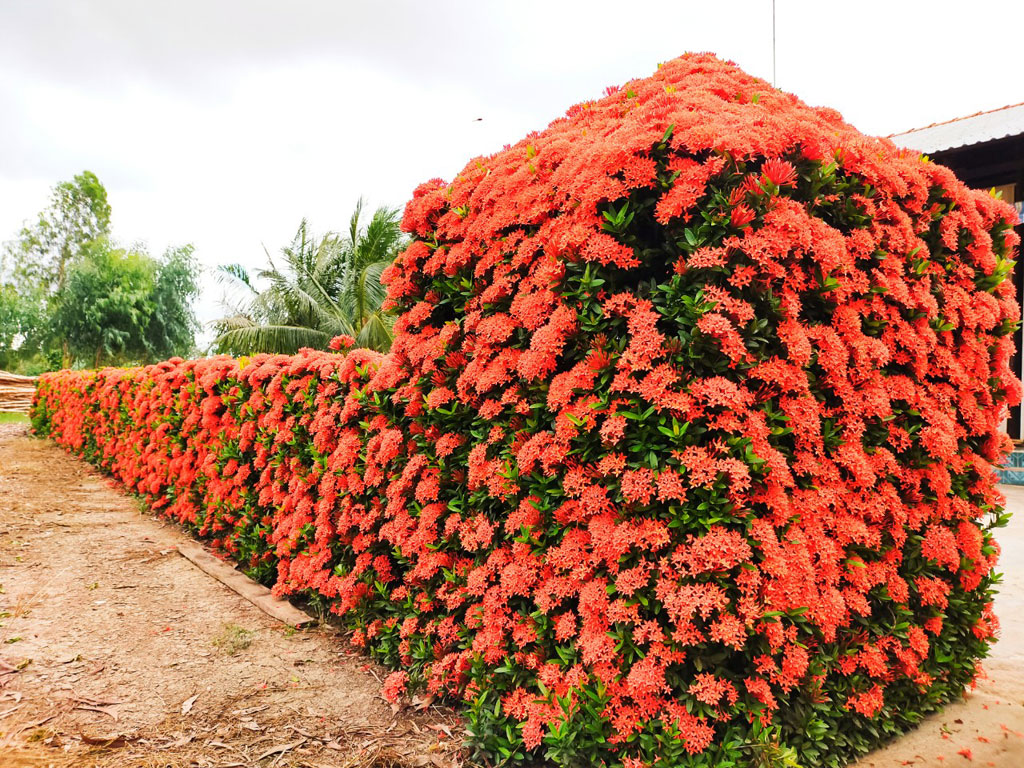 Độc nhất' miền Tây: Hàng rào bông trang đỏ rực vùng miệt thứ Độc Nhất' Miền Tây: Hàng Rào Bông Trang Đỏ Rực Vùng Miệt Thứ