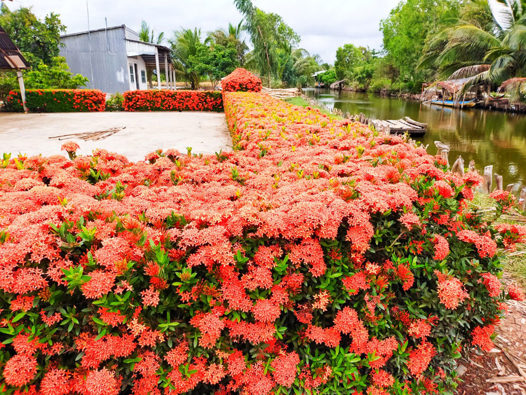 Hãy ngắm nhìn hàng rào bông trang đỏ quyến rũ, trang trí cho khu vườn hay ban công của bạn thêm phần rực rỡ. Được làm từ chất liệu cao cấp, hàng rào bông trang đỏ mang đến sự sang trọng và phù hợp với nhiều phong cách kiến trúc.