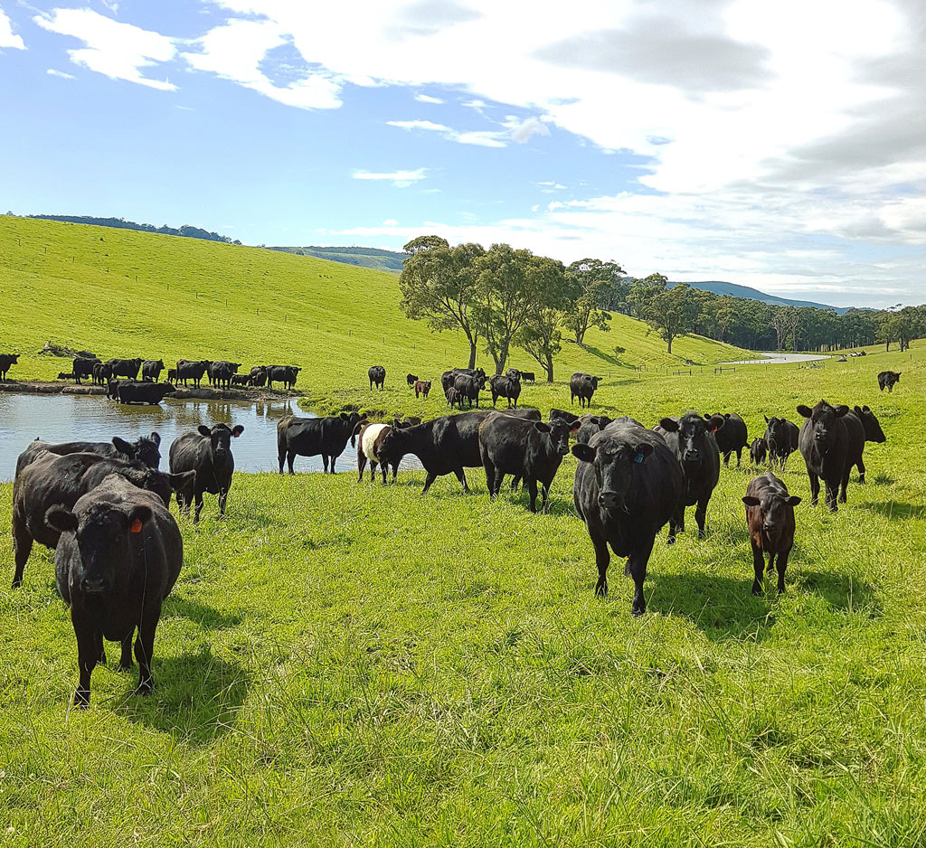 Nữ giáo viên tiếng Anh bỏ việc cùng chồng sang Úc định cư, chăm sóc trang trại nuôi hàng trăm con bò4