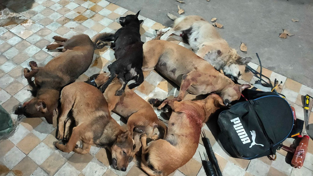 Táo tợn trộm chó ở vùng ven Sài Gòn: Theo dấu vết băng trộm1