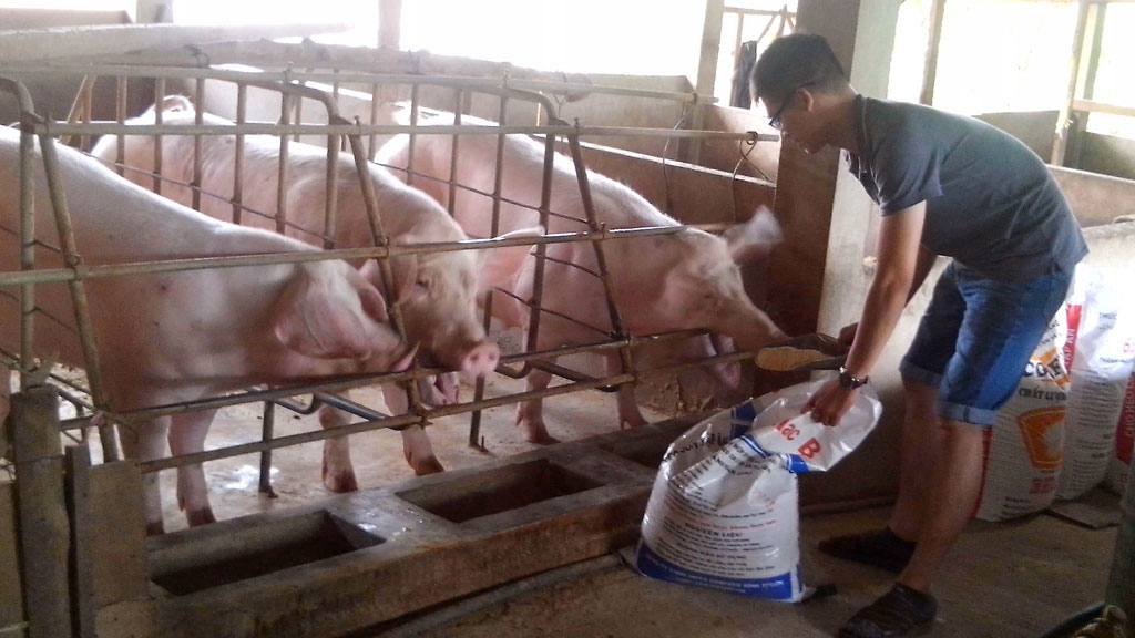 Bỏ phố về quê, người trong cuộc nói gì?1