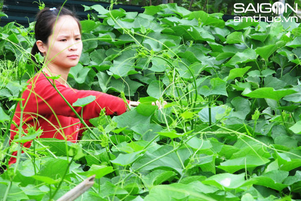 Xanh xanh đọt su su Tam Đảo