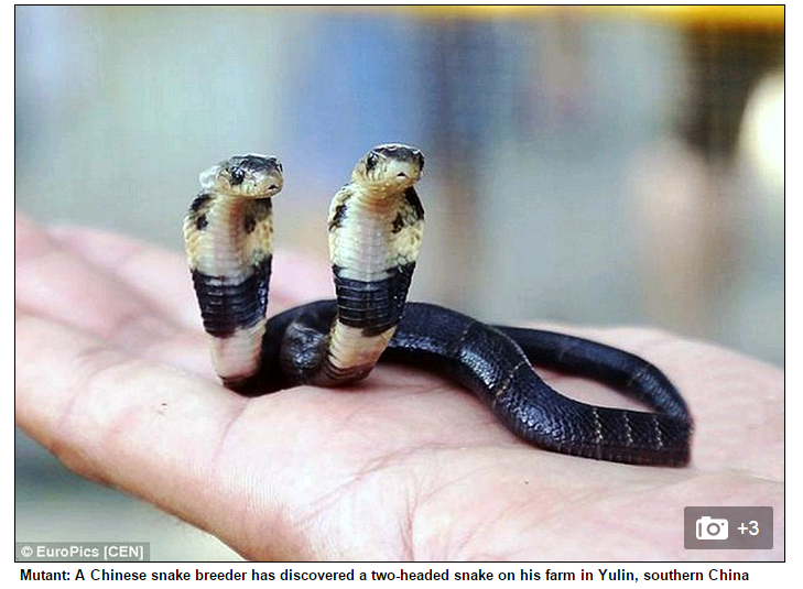 Double-Headed Snakes: The Mysterious and Unique Reptiles!!
