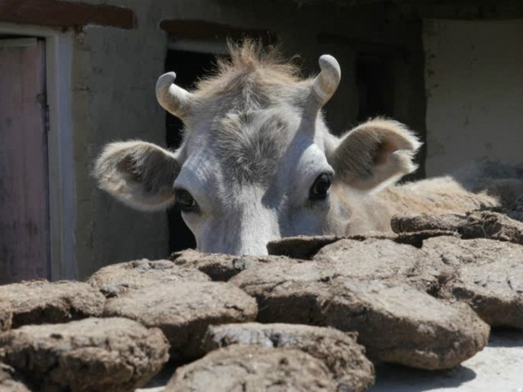 Bánh phân bò rất được ưa chuộng ở Ấn Độ - Ảnh: Shutterstock