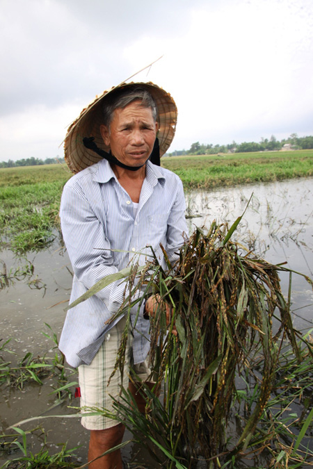 Ông Nguyễn Đình Tư (63 tuổi, trú thôn Trúc Lâm, xã Gio Quang) cho biết gia đình có canh tác 1,2 mẫu ruộng tại khu vực này nhưng hiện nay lúa hỏng cả 