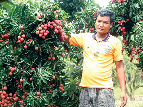  Vườn vải thiều chín muộn nhà ông Nhật cầm chắc tiền lãi không dưới 100 triệu đồng 