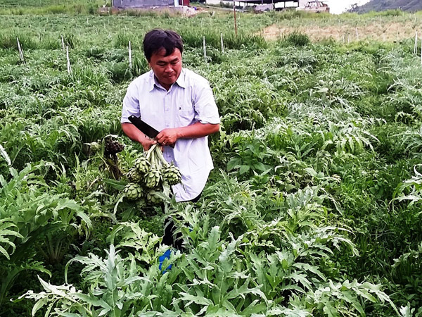  Anh Nguyễn Trung Thành trong vườn cây dược liệu atisô nghịch vụ của mình