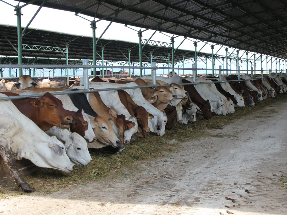 Một ngày đàn bò của Tập đoàn Hoàng Anh Gia Lai ăn hết 600 tấn cỏ 