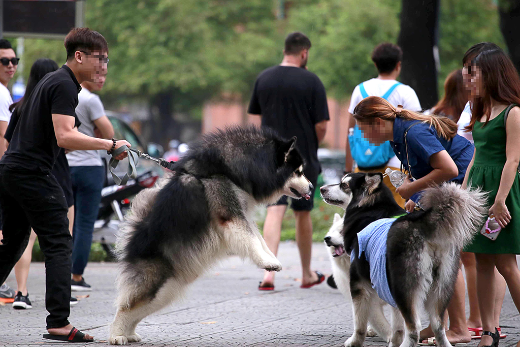 Chó không rọ mõm được dắt đi dạo ở khu vực công cộng (Q.1, TP.HCM) ẢNH: Ngọc Dương