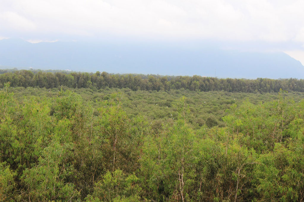  Từ trên đài quan sát có thể ngắm nhìn toàn bộ cảnh rừng tràm ẢNH: TẤN HIỆP