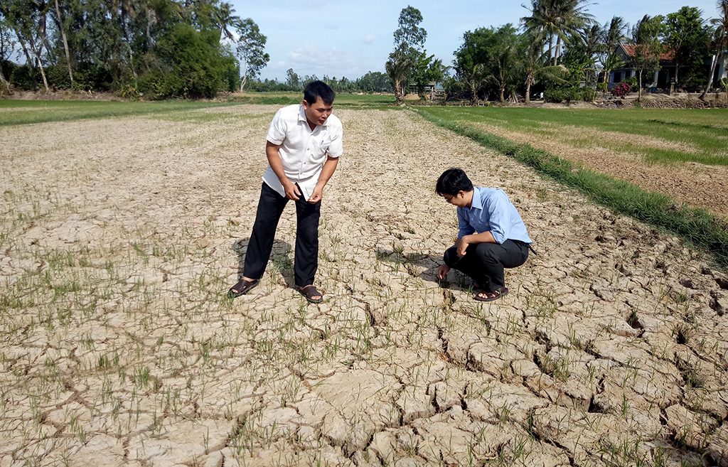 Lúa chết do thiếu nước tại xã An Ninh Đông, H.Tuy An, Phú Yên ẢNH: BÍCH ĐÀO